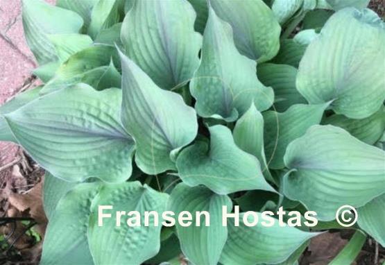 Hosta Jane's Blush